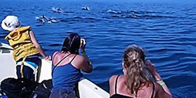 Snorkeling tour and dolphin tour from playa flamingo