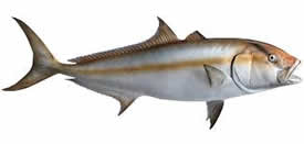 Papagayo Gulf Type of Fish
