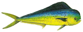 Guanacaste Type of Fish