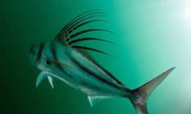 Papagayo Type of Fish