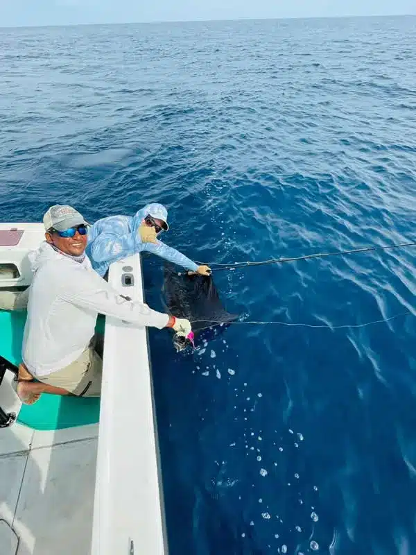 Deep sea fishing sailfish