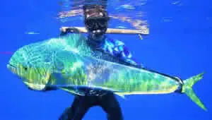 Spear fishing mahi-mahi in the Gulf Papagayo