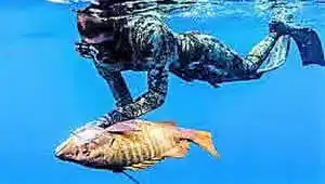 Spear Fishing Charters for red snappers Gulf Papagayo