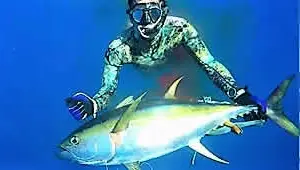 Spear Fishing Charters for yellowfin tuna Gulf Papagayo