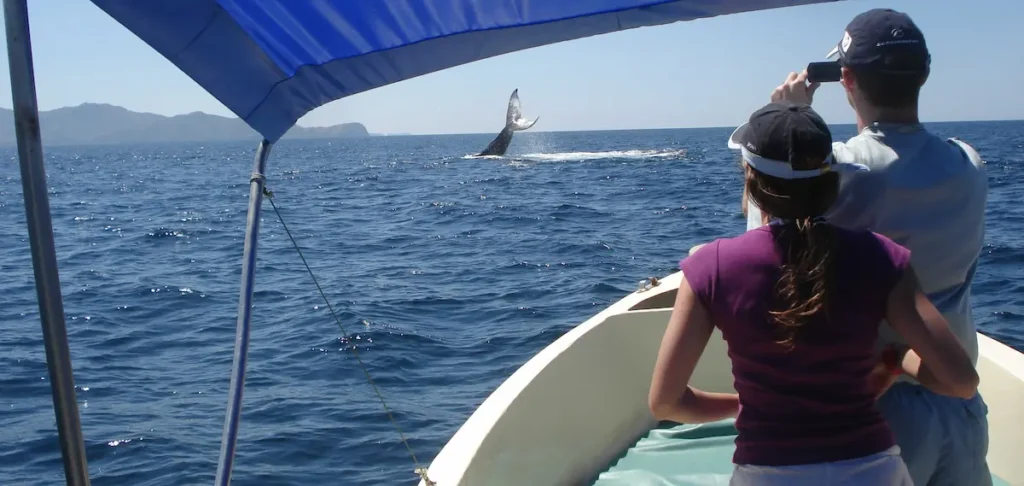 Snorkeling tour in the Gulf Ppaagayo to see whales, dolphins, turtles