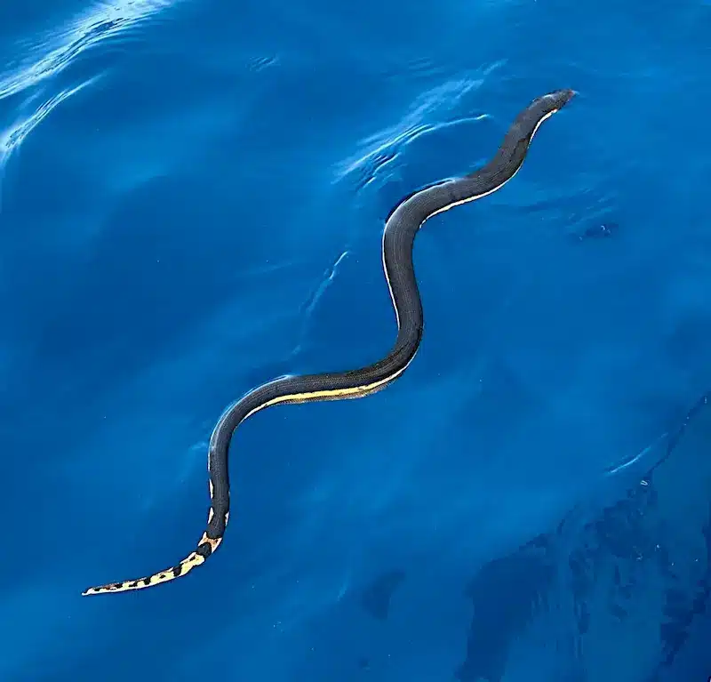 marine-sea-snake-gulf-papagayo Marine Sea snake in Gulf Papagayo