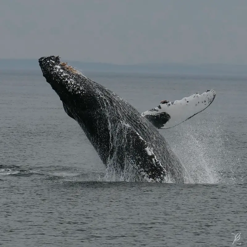 whales-gulf-papagayo Whales in Gulf Papagayo